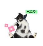 ぽこたの生活（個別スタンプ：14）