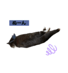 ぽこたの生活（個別スタンプ：15）