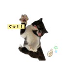 ぽこたの生活（個別スタンプ：16）