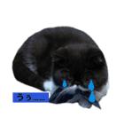 ぽこたの生活（個別スタンプ：21）