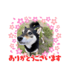 さくらごろく（個別スタンプ：2）
