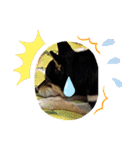 さくらごろく（個別スタンプ：6）