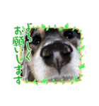 さくらごろく（個別スタンプ：8）