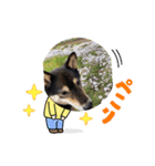 さくらごろく（個別スタンプ：10）