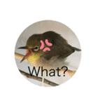 ロドリスタンプ（個別スタンプ：12）
