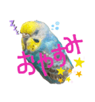 麦ちゃんと時々仲間たち♪（個別スタンプ：8）