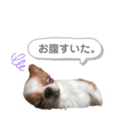 Family✧︎*。（個別スタンプ：15）