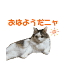 使えるうちの猫スタンプ（個別スタンプ：1）