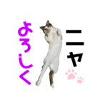 使えるうちの猫スタンプ（個別スタンプ：2）