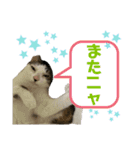 使えるうちの猫スタンプ（個別スタンプ：3）