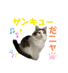 使えるうちの猫スタンプ（個別スタンプ：4）