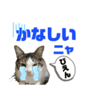 使えるうちの猫スタンプ（個別スタンプ：6）