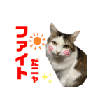 使えるうちの猫スタンプ（個別スタンプ：10）
