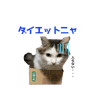 使えるうちの猫スタンプ（個別スタンプ：11）