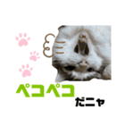 使えるうちの猫スタンプ（個別スタンプ：12）
