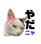 使えるうちの猫スタンプ（個別スタンプ：13）