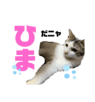 使えるうちの猫スタンプ（個別スタンプ：15）