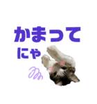 使えるうちの猫スタンプ（個別スタンプ：16）