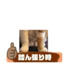 18歳のまんちちゃんpart5（個別スタンプ：18）