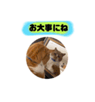 18歳のまんちちゃんpart5（個別スタンプ：21）