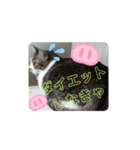 ナナエモン（個別スタンプ：8）