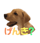 ラブラドールレトリーバー ぼく、ぽんず♂（個別スタンプ：8）