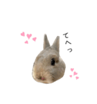 うさぎの "らい" のかわいいスタンプ（個別スタンプ：1）
