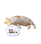 うちのミルキー16（個別スタンプ：1）