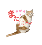 うちのミルキー16（個別スタンプ：3）