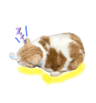 うちのミルキー16（個別スタンプ：4）
