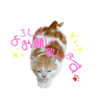 うちのミルキー16（個別スタンプ：5）