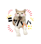 うちのミルキー16（個別スタンプ：7）