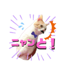 うちのミルキー16（個別スタンプ：9）