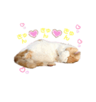 うちのミルキー16（個別スタンプ：11）