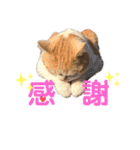 うちのミルキー16（個別スタンプ：12）