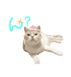 うちのミルキー16（個別スタンプ：14）