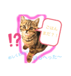 猫のつなたん（個別スタンプ：1）