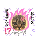猫のつなたん（個別スタンプ：5）