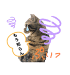 猫のつなたん（個別スタンプ：8）
