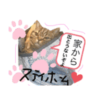 猫のつなたん（個別スタンプ：9）