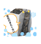 猫のつなたん（個別スタンプ：10）