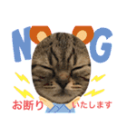 猫のつなたん（個別スタンプ：11）