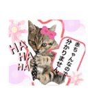 猫のつなたん（個別スタンプ：12）