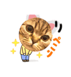 猫のつなたん（個別スタンプ：14）