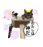 猫のつなたん（個別スタンプ：17）