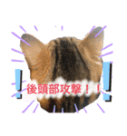 猫のつなたん（個別スタンプ：20）
