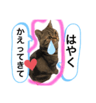 猫のつなたん（個別スタンプ：23）