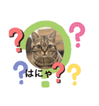 猫のつなたん（個別スタンプ：24）