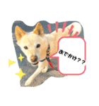 stamp of pico 2（個別スタンプ：5）