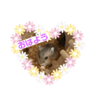床の間ハムスターぴの子（個別スタンプ：5）